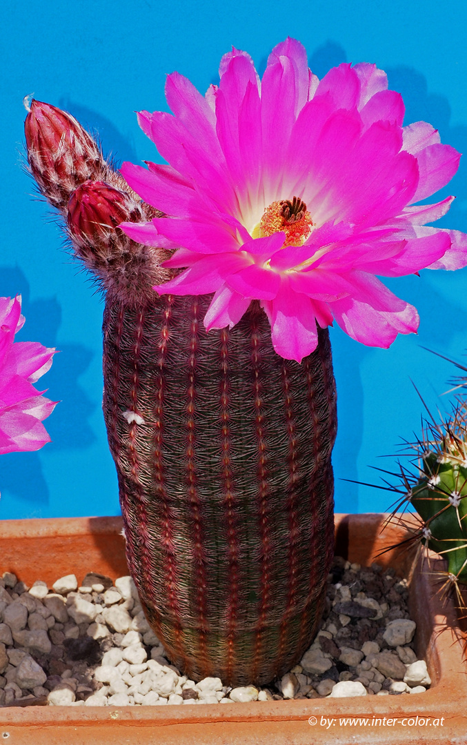 Echinocereua spec. Lau 088