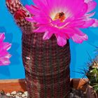 Echinocereua spec. Lau 088