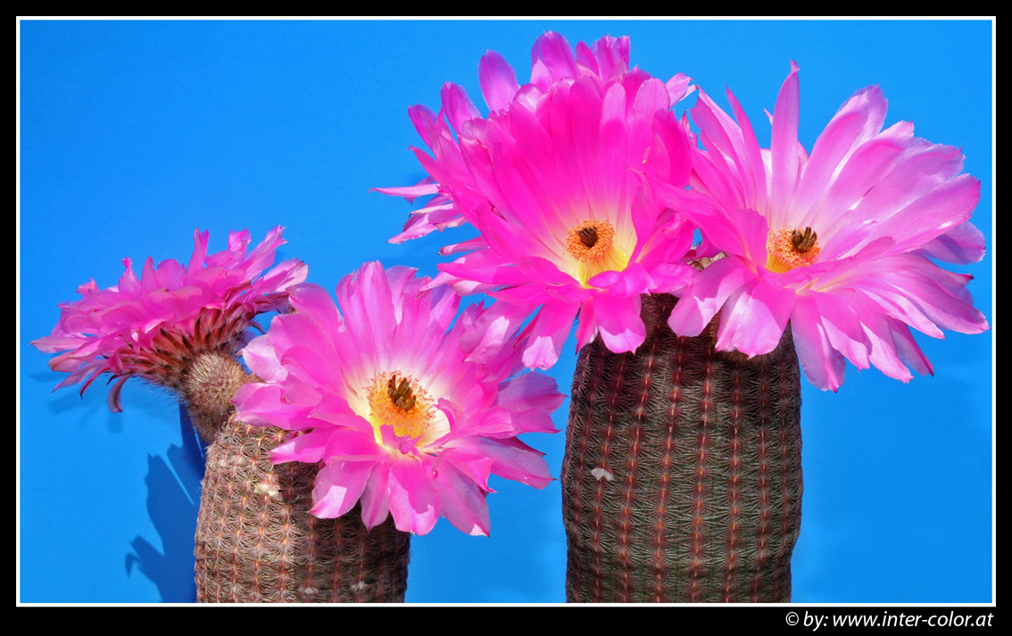 Echinocereue rigidissimus var. rubispinus Lau 088