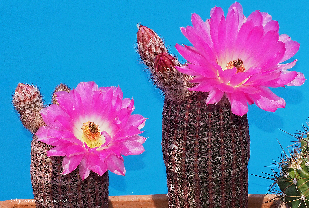 Echinocereue spec. Lau 088