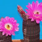 Echinocereue spec. Lau 088