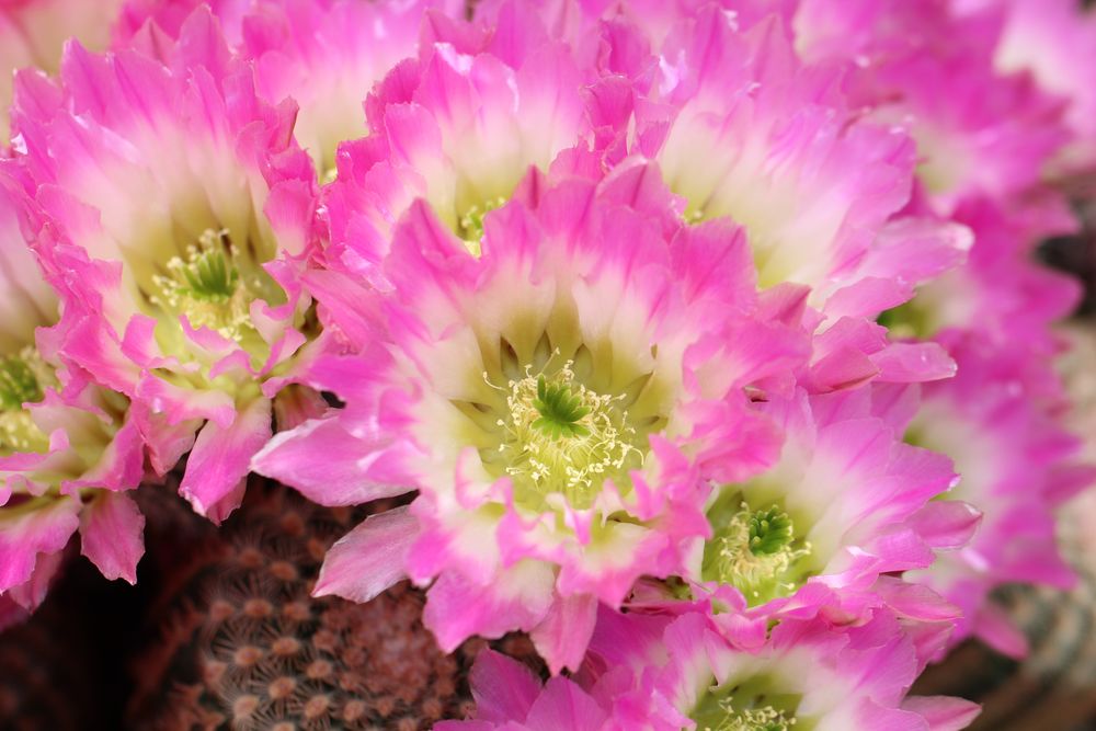 Echinocereus 5973