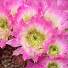 Echinocereus 5973