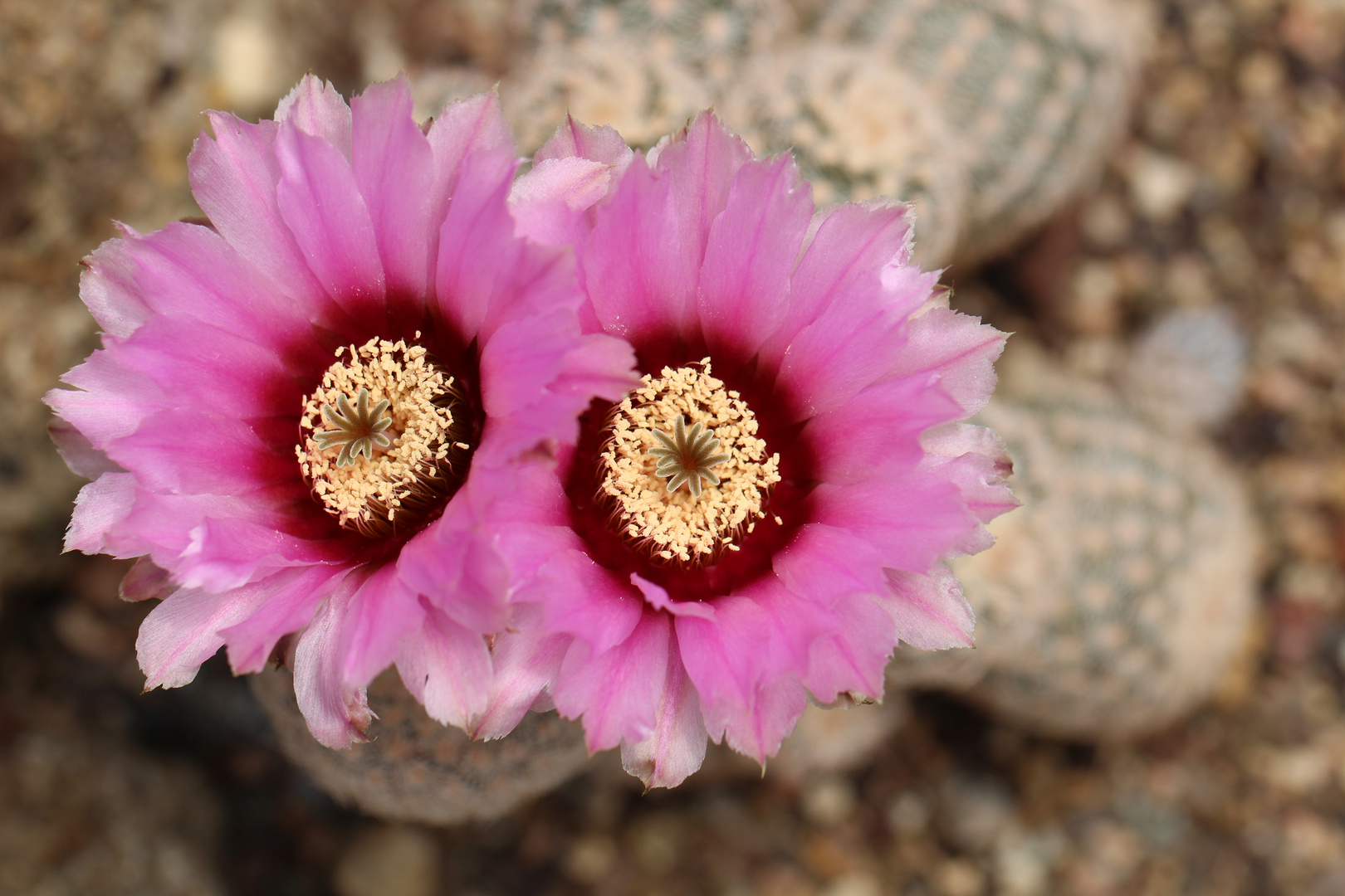 Echinocereus 6000