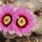 Echinocereus 6000