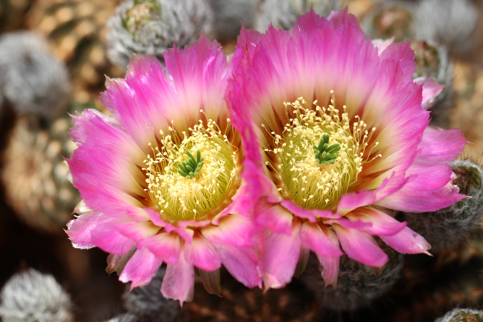 Echinocereus 6004