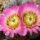 Echinocereus 6004