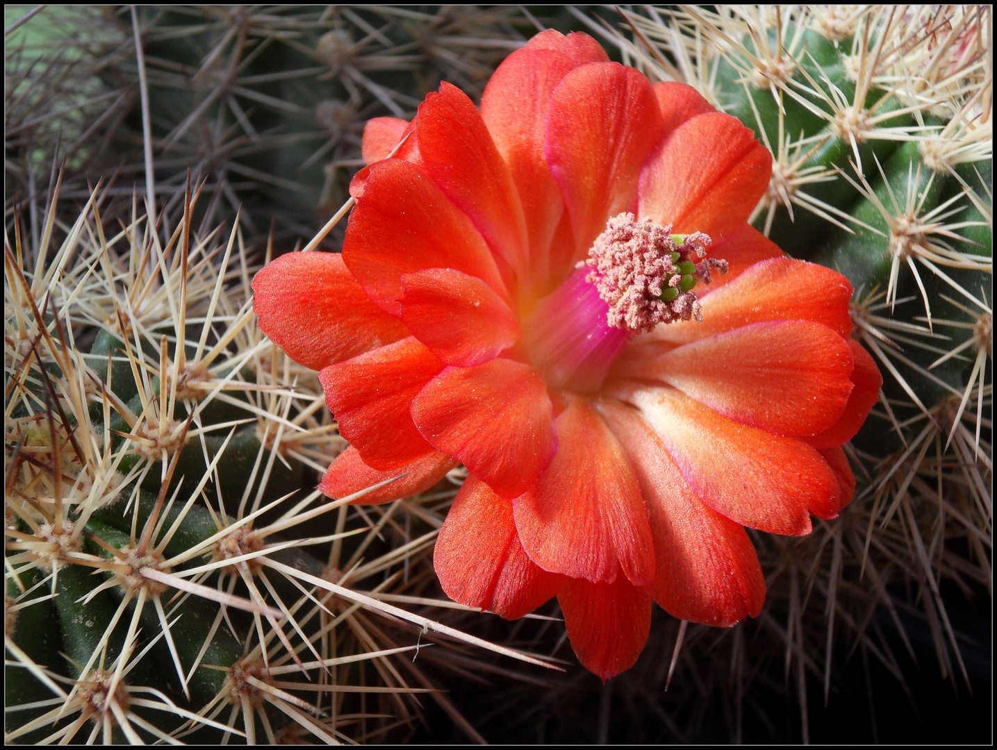 Echinocereus