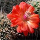 Echinocereus