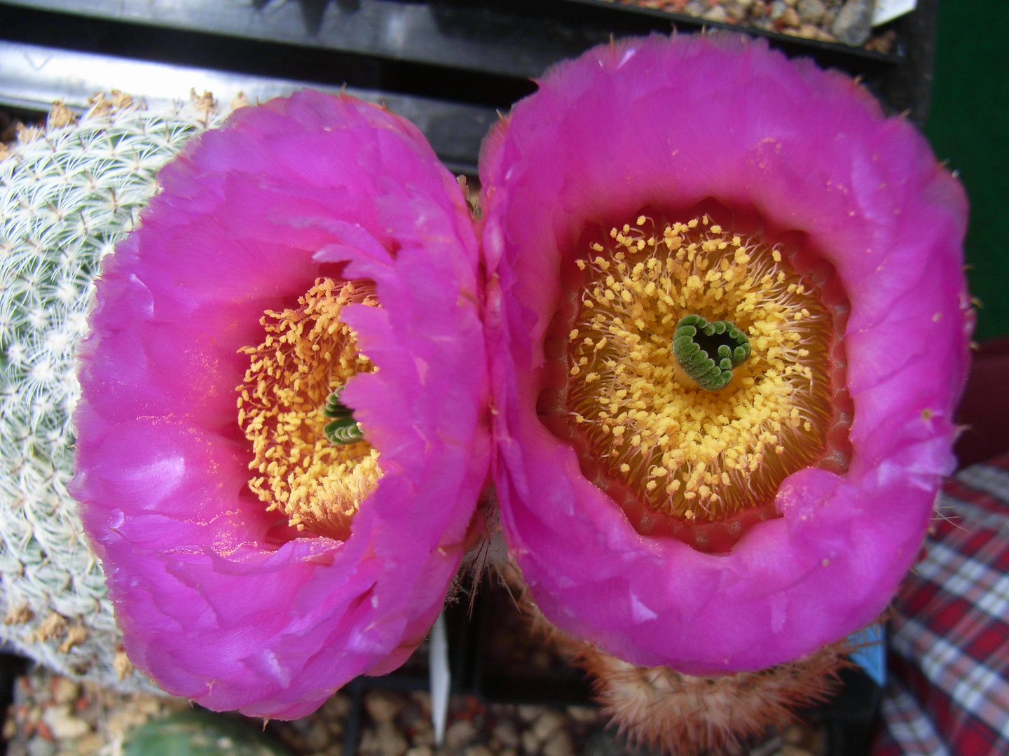 Echinocereus