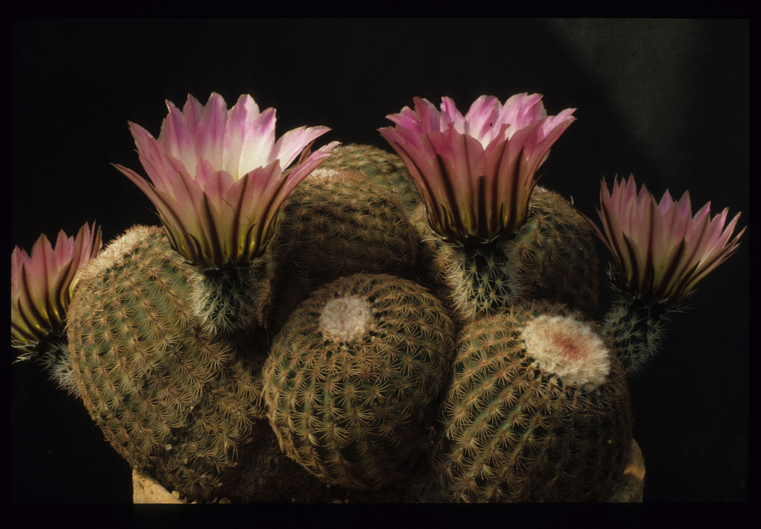 Echinocereus ,