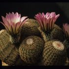 Echinocereus ,