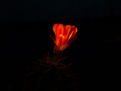 echinocereus