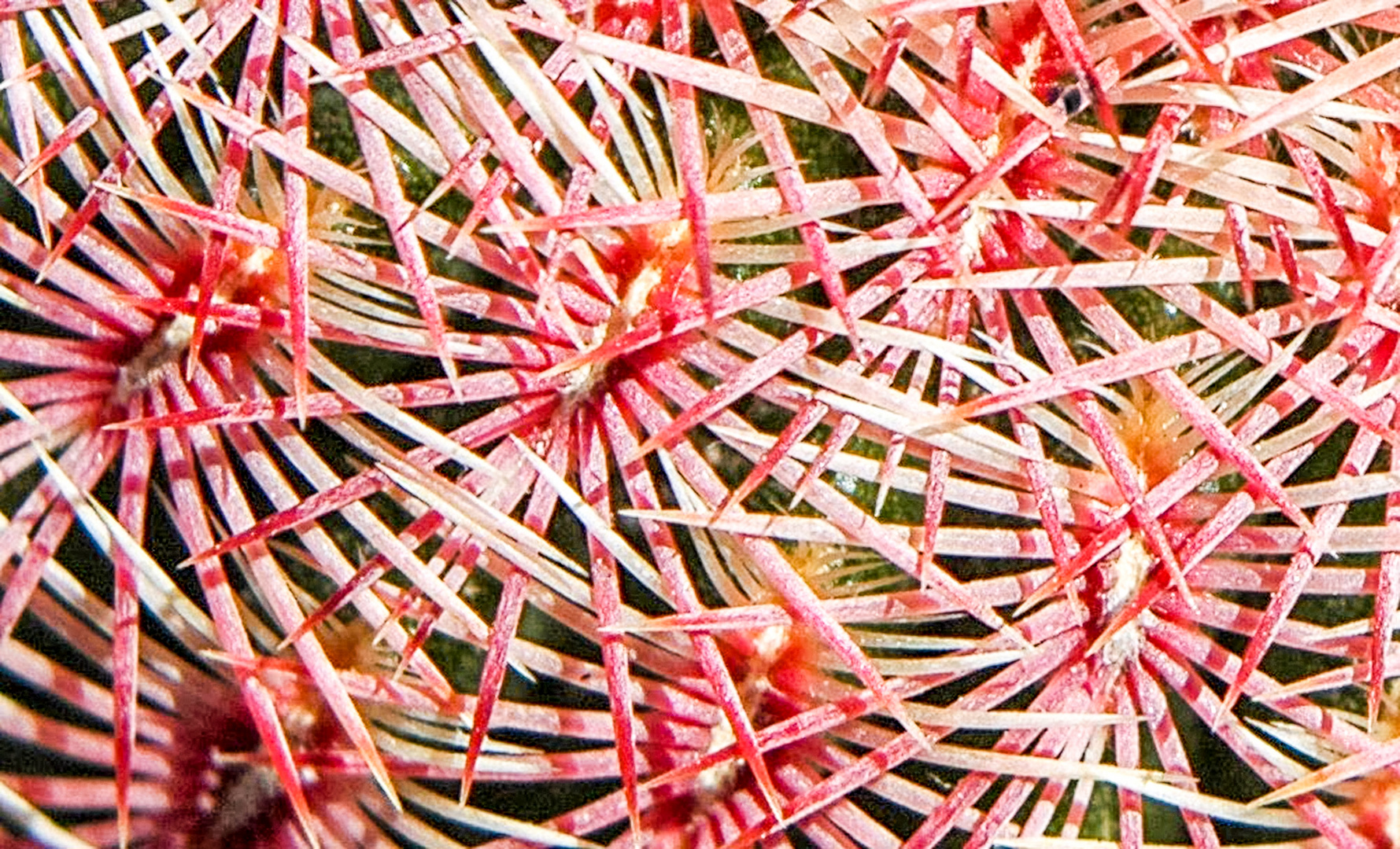 Echinocereus