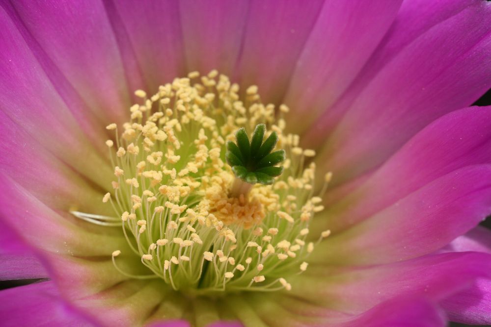 Echinocereus armatus