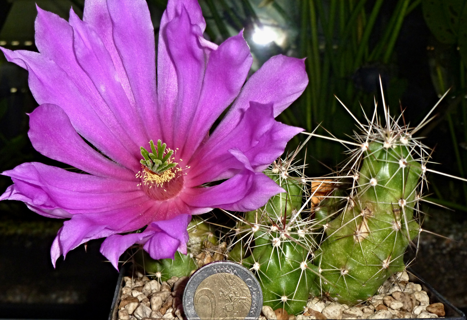 Echinocereus berlandieri