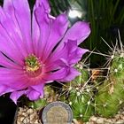 Echinocereus berlandieri