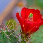 Echinocereus-Blüte-30-5