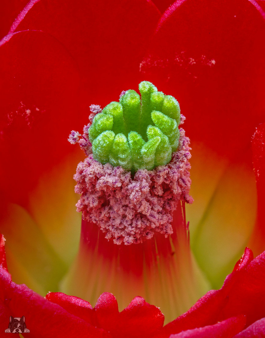 Echinocereus-Blütenstempel