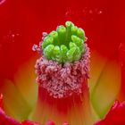 Echinocereus-Blütenstempel