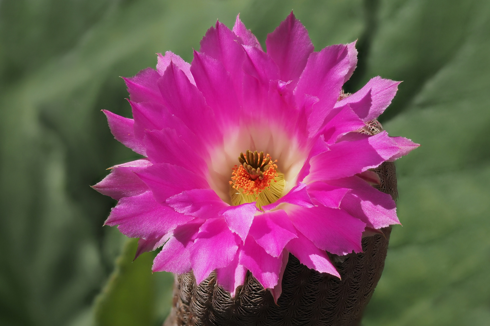 Echinocereus