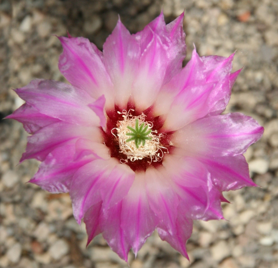 Echinocereus chisoensis