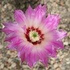 Echinocereus chisoensis