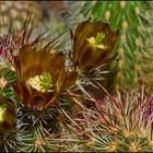 Echinocereus chloranthus