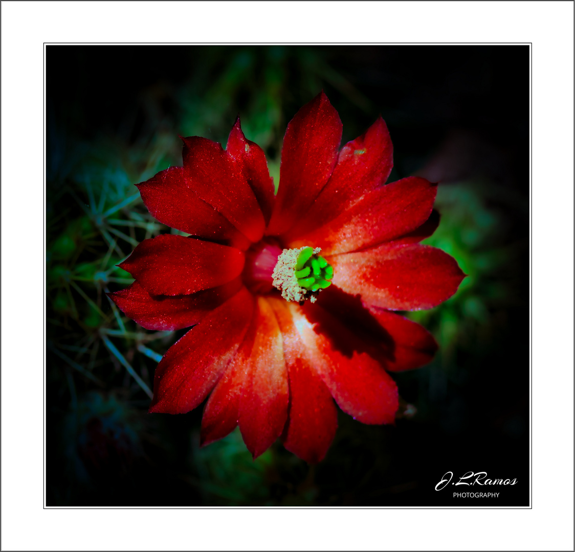 ECHINOCEREUS COCCINEUS 