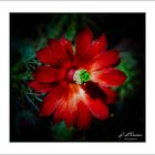 ECHINOCEREUS COCCINEUS 