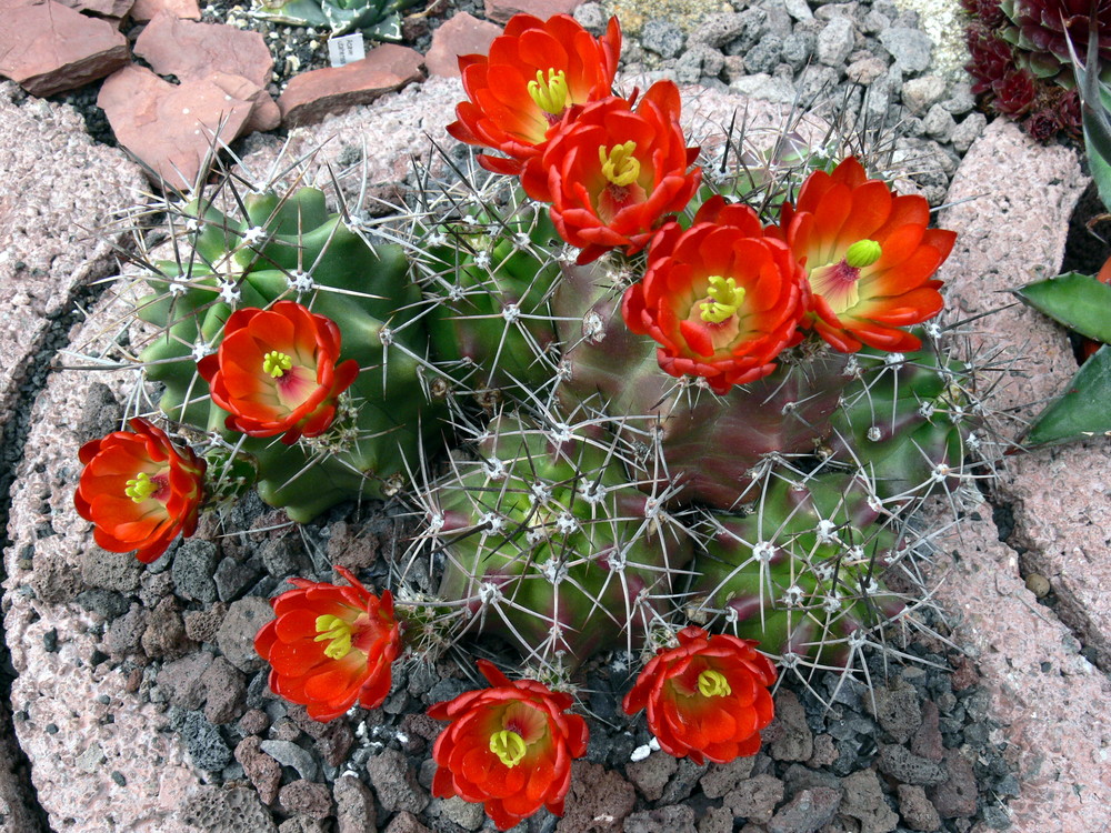 Echinocereus coccineus Foto & Bild pflanzen, pilze & flechten