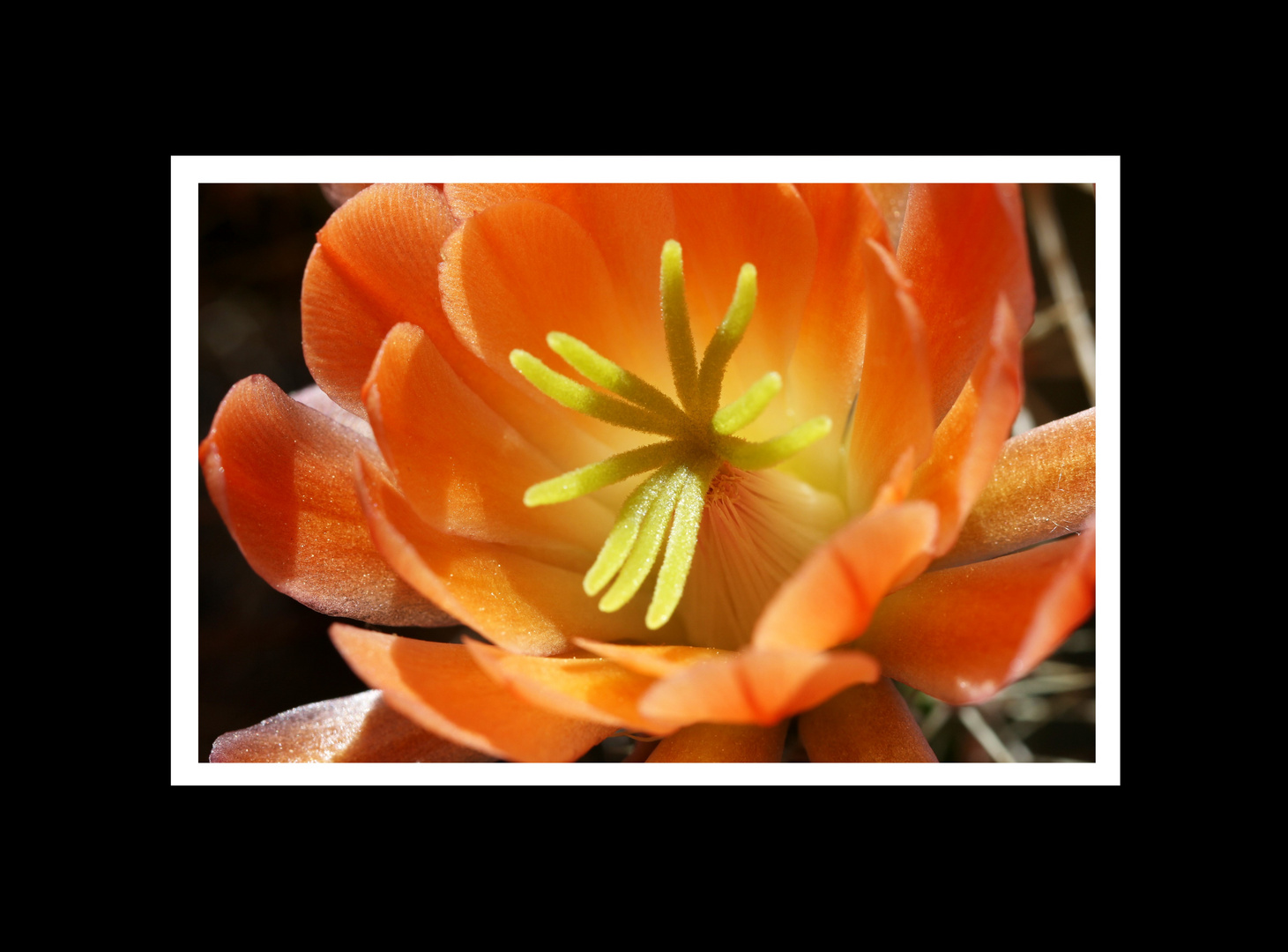 Echinocereus coccineus Blüte 17. Juni 2013