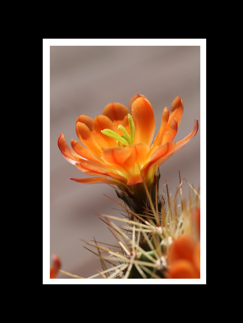 Echinocereus coccineus Sonne pur wau tut das aber gut