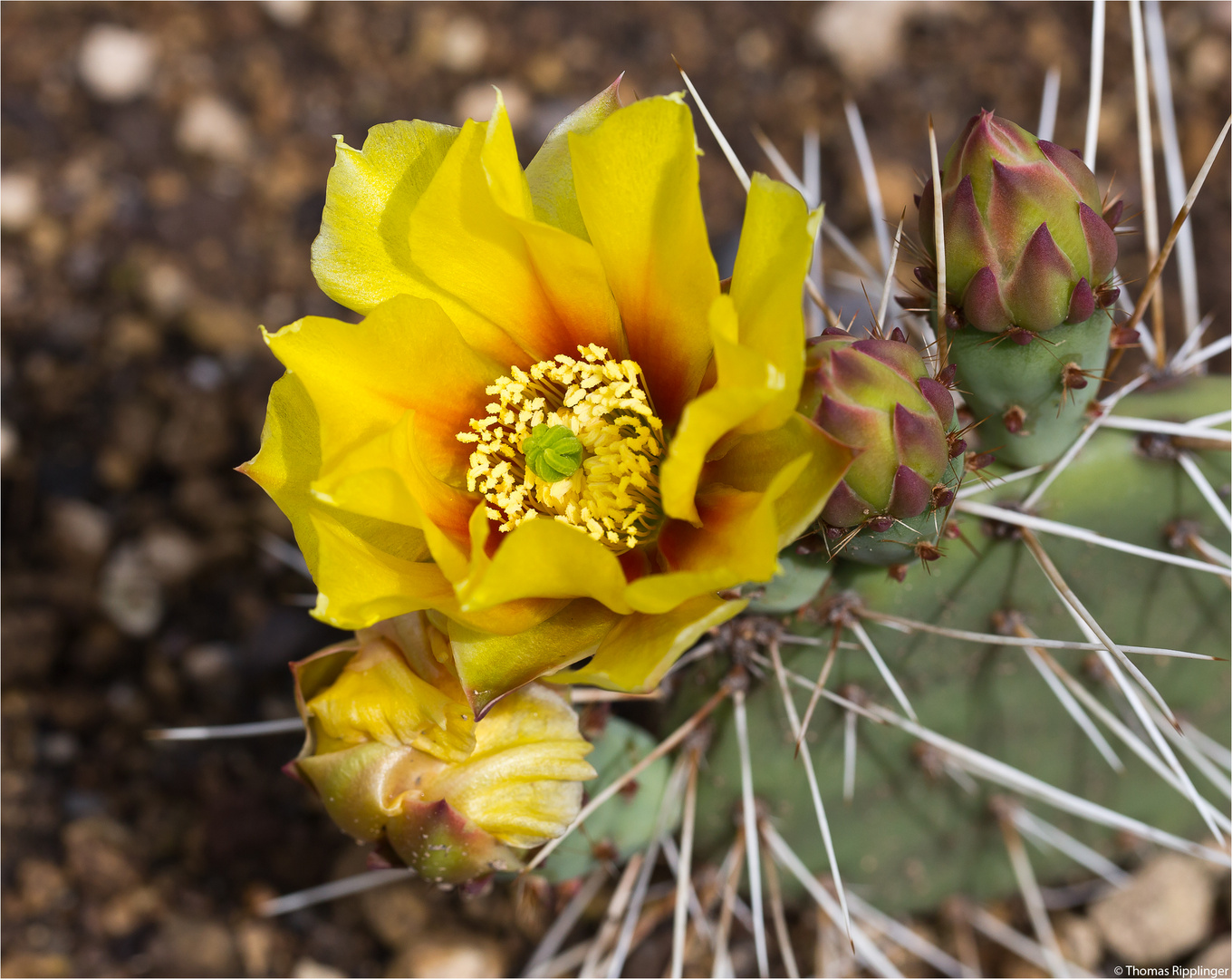 Echinocereus dasyacanthus ....