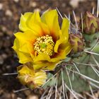 Echinocereus dasyacanthus ....