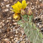 Echinocereus dasyacanthus .