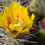 Echinocereus dasyacanthus ..