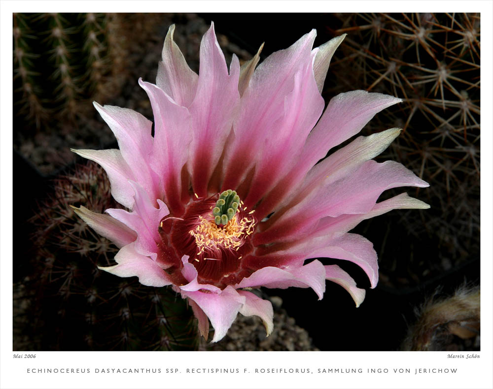 Echinocereus dasyacanthus ssp. rectispinus f. roseiflorus