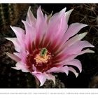 Echinocereus dasyacanthus ssp. rectispinus f. roseiflorus