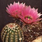 Echinocereus