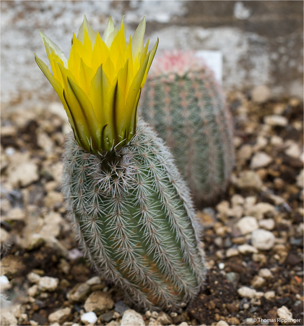 Echinocereus engelmannii ..