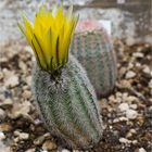 Echinocereus engelmannii ..