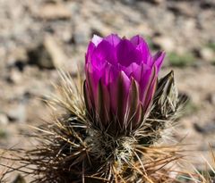 Echinocereus engelmannii