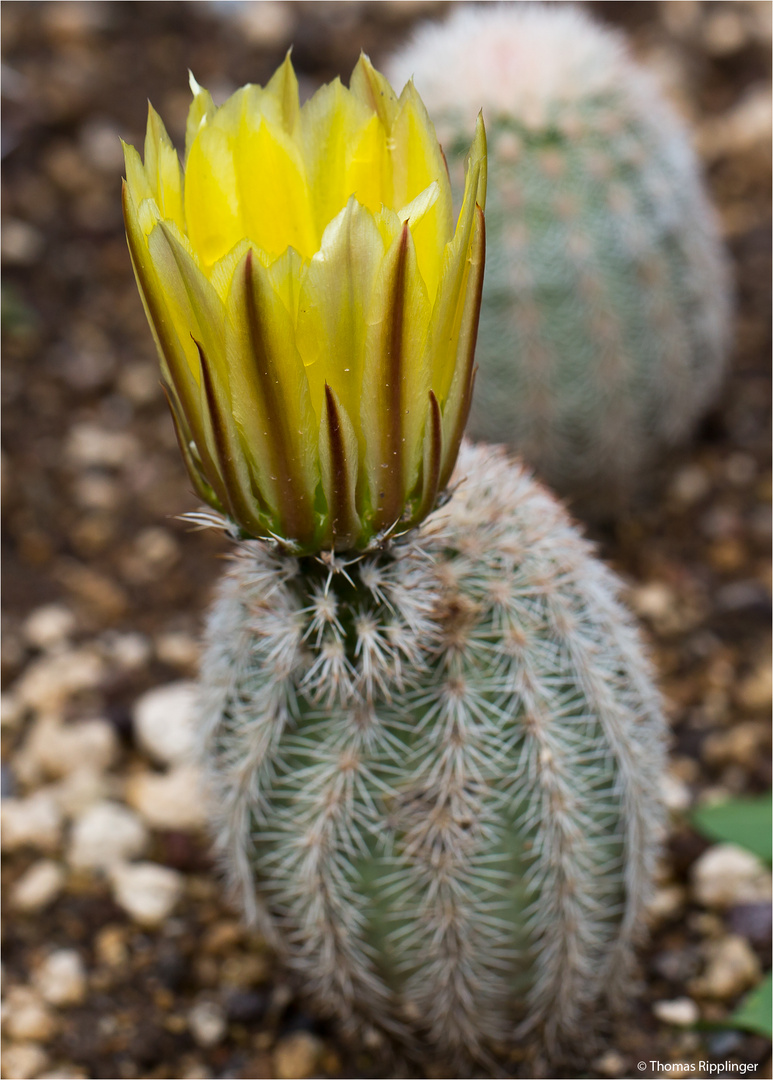 Echinocereus engelmannii ...