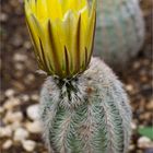 Echinocereus engelmannii ...