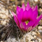 Echinocereus engelmannii