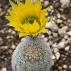 Echinocereus engelmannii ....