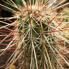 Echinocereus