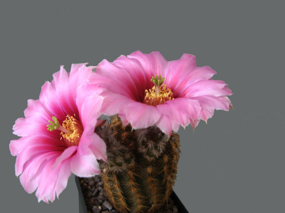 Echinocereus fitchii