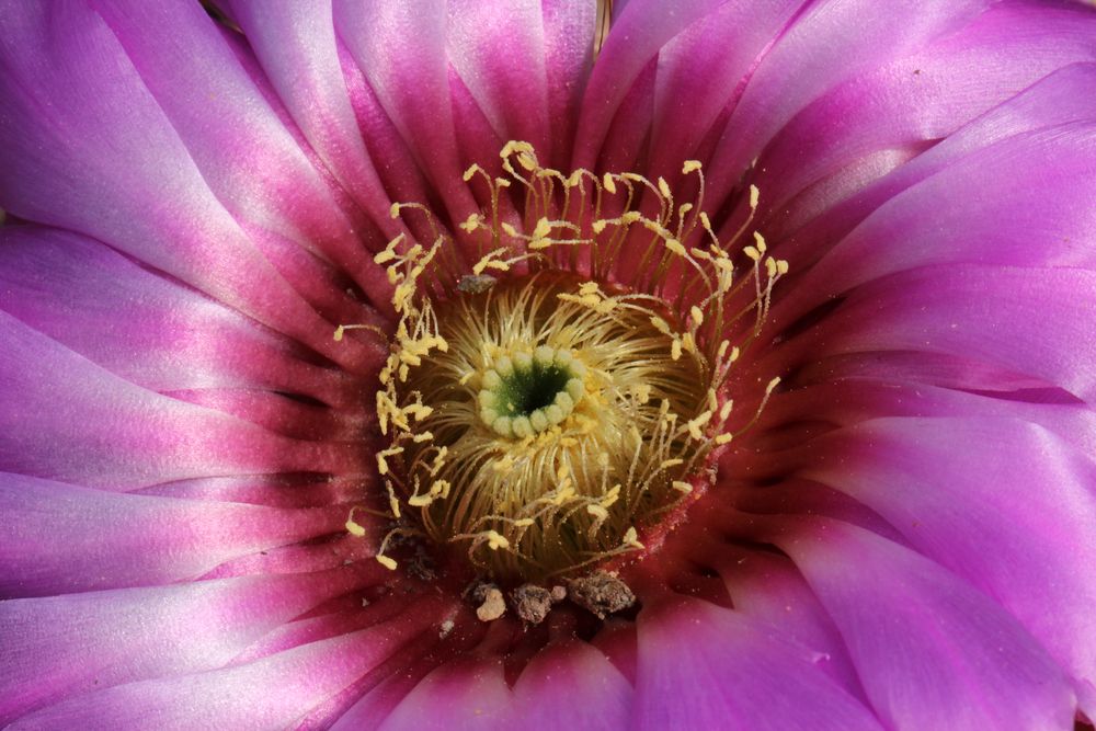 Echinocereus floresii 2012